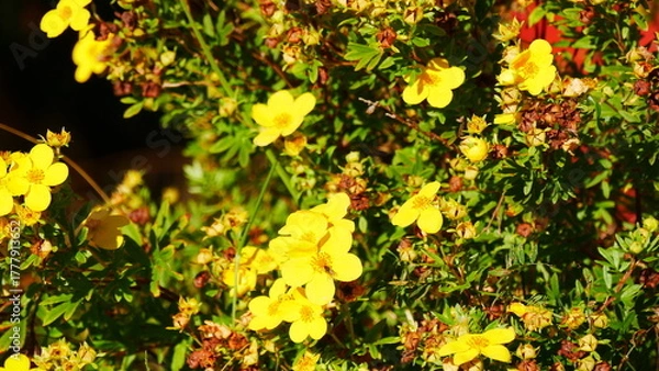 Fototapeta Fünffingerstrauch