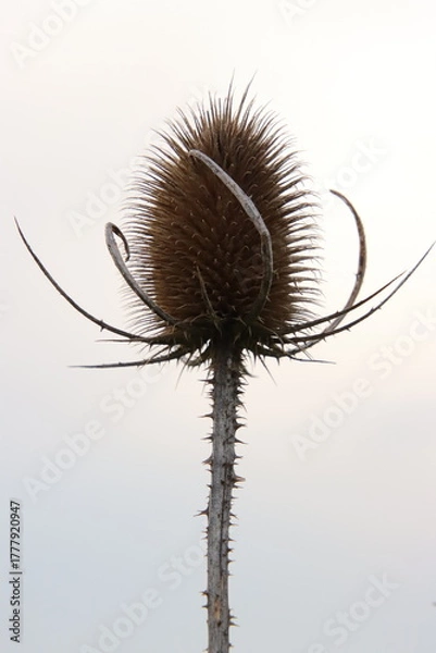 Obraz thistle, silhouette, 