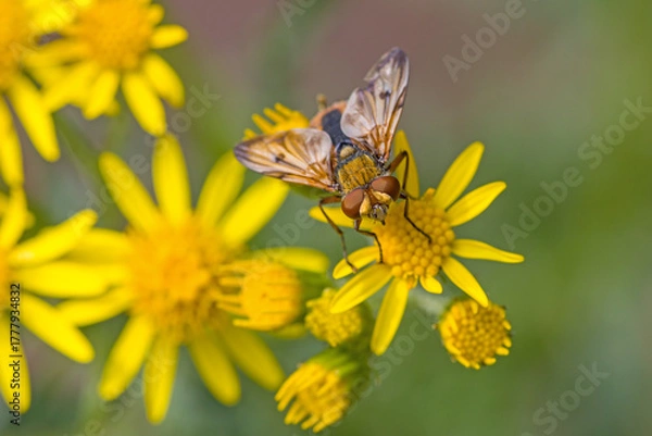 Obraz frontal close-up of a twist-winged parasite fly on a yellow ragwort flower with blurred background