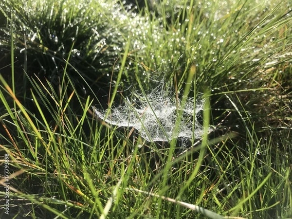 Obraz Spider Web z kroplą rosy jesienią w Altweiber Summer - Tender Spins