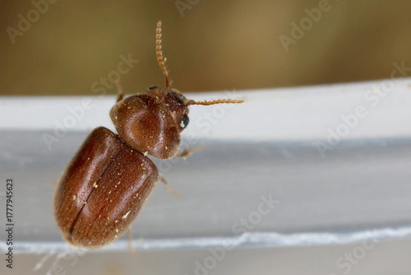Fototapeta Cigarette or cigar beetle also called tobacco beetle, Lasioderma serricorne. A pest that destroys huge amounts of stored food and other goods. Adult insect on the edge of the container.