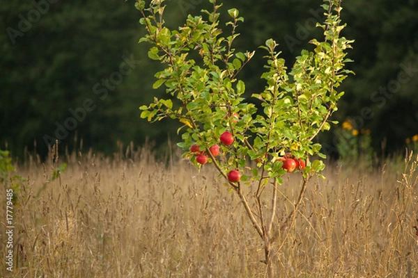 Fototapeta Small apple tree