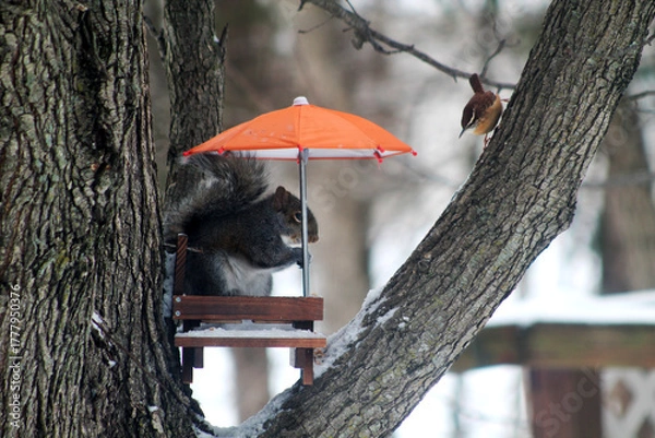 Obraz squirrel on tree