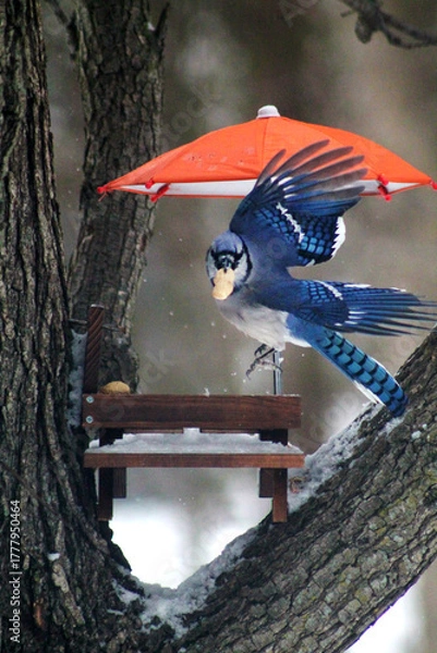 Obraz blue jay with peanut