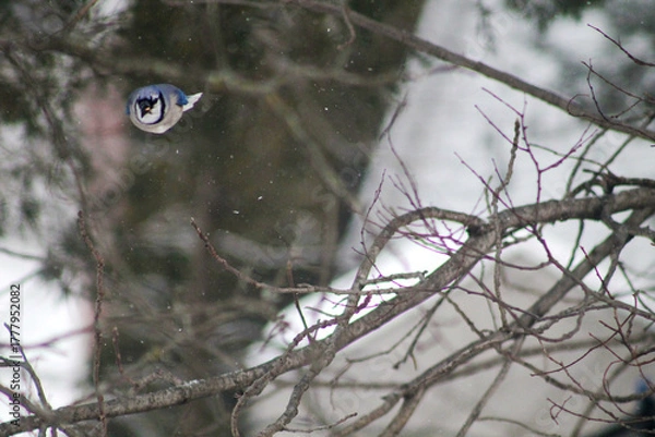 Obraz blue jay flying