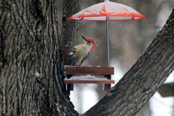Obraz woodpecker by feeder