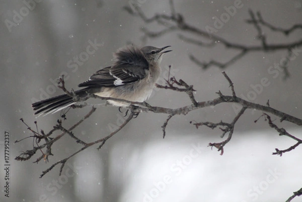 Obraz bird on a branch