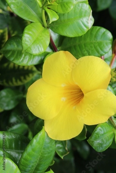 Obraz photography of the essence of spring with flowers and leaves