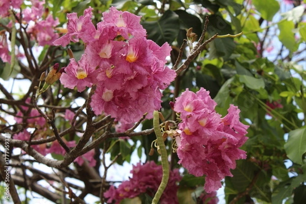 Obraz photography of the essence of spring with flowers and leaves