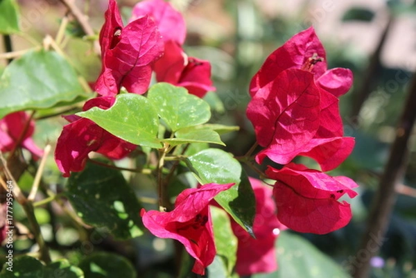 Obraz photography of the essence of spring with flowers and leaves