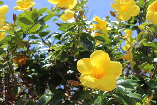 Obraz yellow flowers in the garden