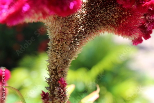 Obraz close up of a flower