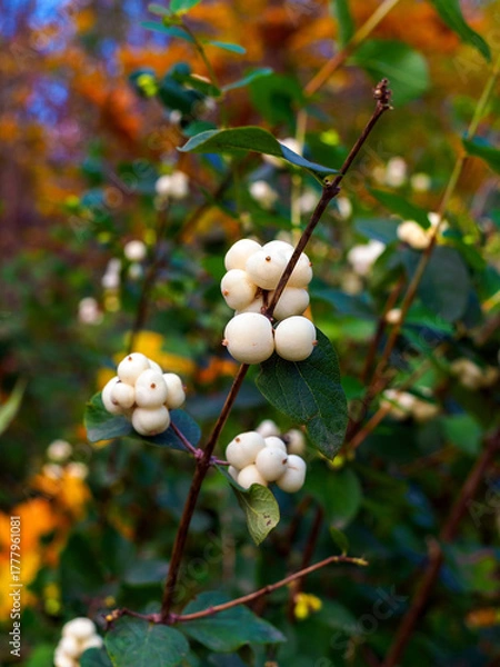 Fototapeta Close-up of the berries of the white snowberry Symphoricarpos albus