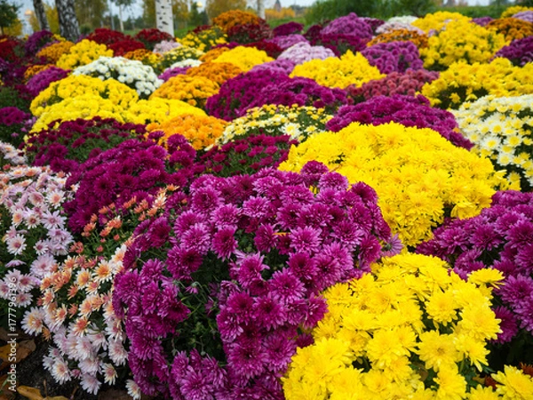 Obraz burgundy, yellow, pink and fuchsia chrysanthemum flowers in a flower bed