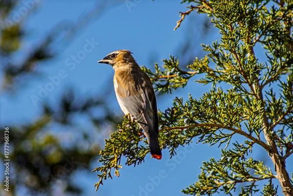 Obraz Cedar Waxwing perched on a juniper tree to feed on juniper berries, Ontario, Canada.