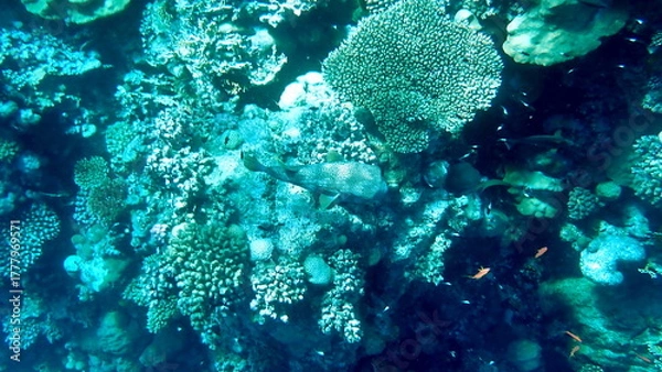 Fototapeta Wide shot of coral and reef inhabitants