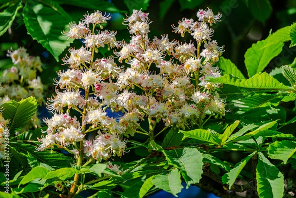Obraz Horse Chestnut tree flowers in springtime