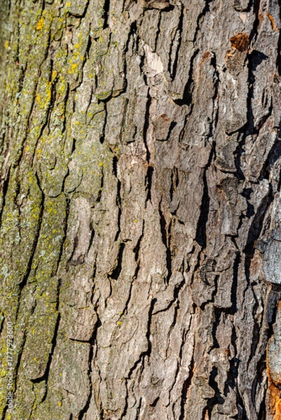 Obraz Tree Bark texture, close-up photo 