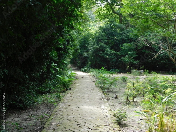 Obraz forest path