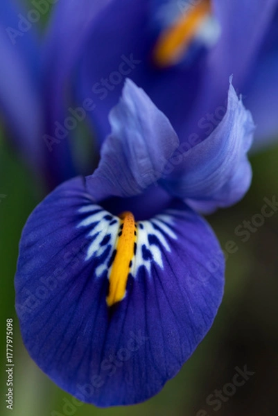 Fototapeta Bright blue Dwarf Iris Reticulata in flower in spring