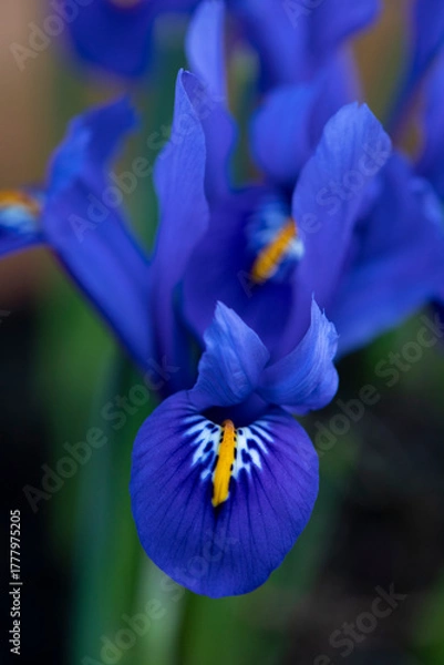 Fototapeta Bright blue Dwarf Iris Reticulata in flower in spring