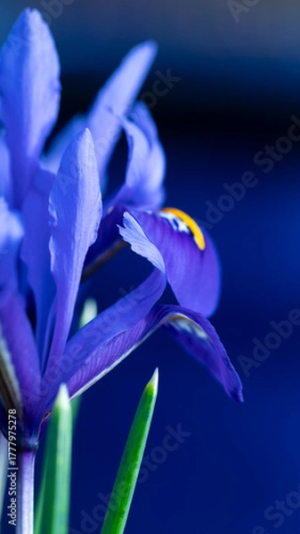 Fototapeta Bright blue Dwarf Iris Reticulata in flower in spring