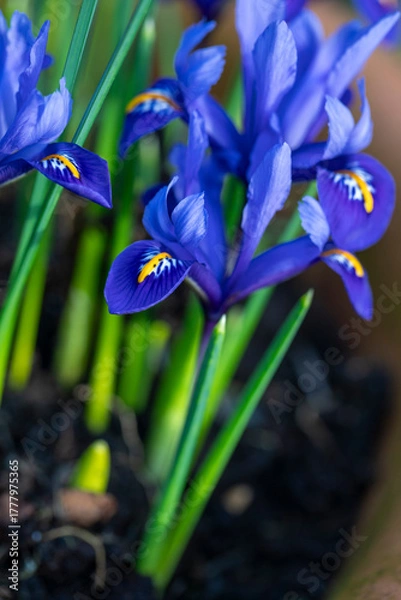 Fototapeta Bright blue Dwarf Iris Reticulata in flower in spring