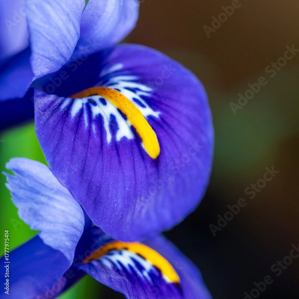 Fototapeta Bright blue Dwarf Iris Reticulata in flower in spring