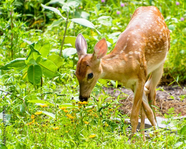 Fototapeta White tailed deer fawn,  Odocoileus virginianus, with tangled legs eating flowers in a garden