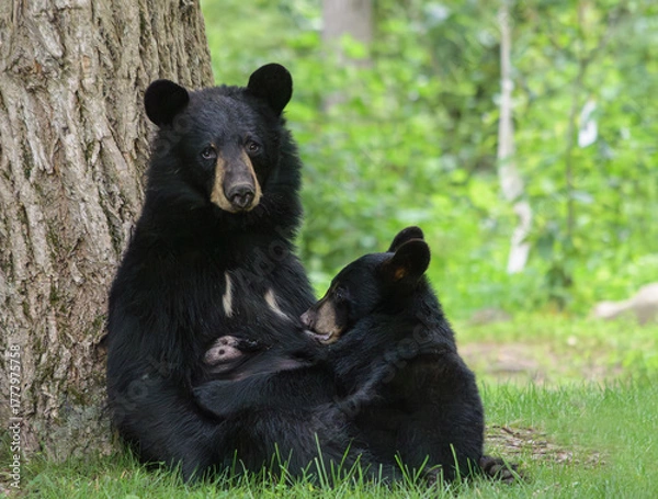 Fototapeta Black bear mother looking image forward while leaning against a tree and nursing her cub