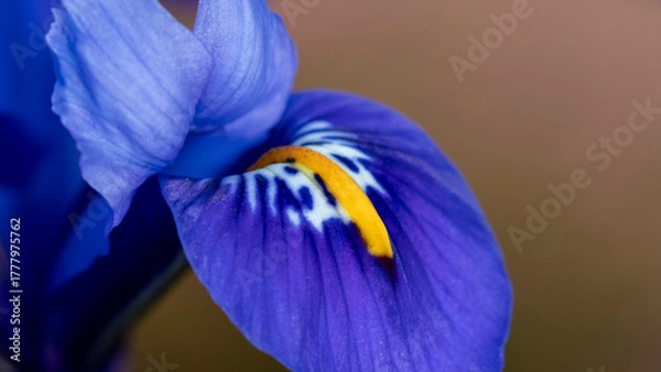 Fototapeta Bright blue Dwarf Iris Reticulata in flower in spring