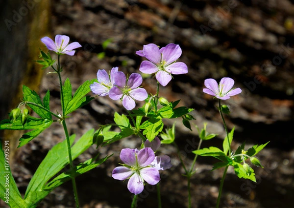 Fototapeta Wild purple geraniums growing in front of a dark log background