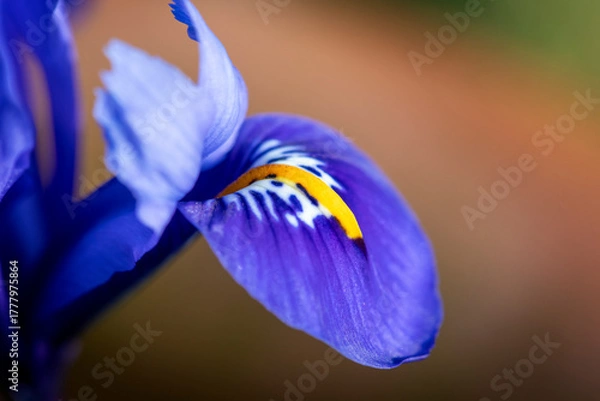 Fototapeta Bright blue Dwarf Iris Reticulata in flower in spring