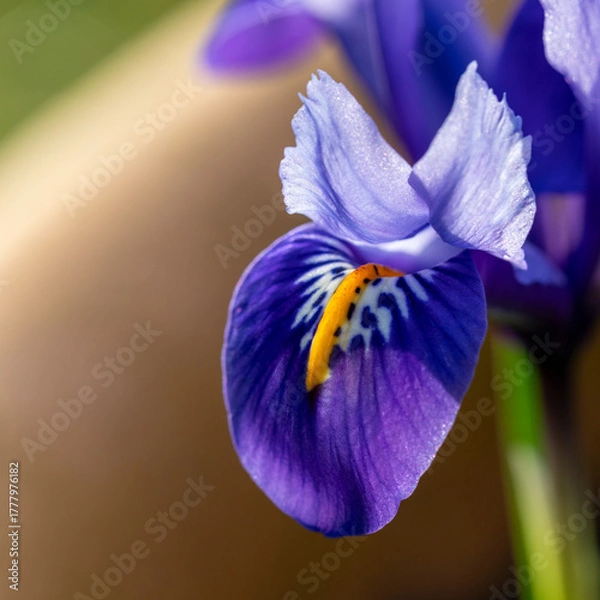 Fototapeta Bright blue Dwarf Iris Reticulata in flower in spring