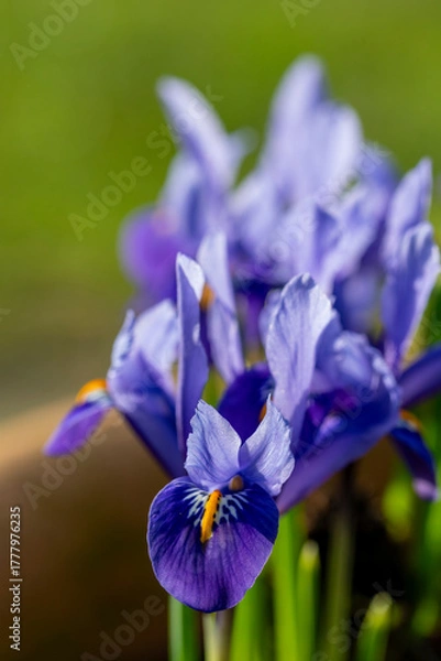 Fototapeta Bright blue Dwarf Iris Reticulata in flower in spring