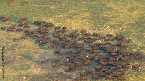 Obraz Aerial view of a massive herd of buffalo roaming the African savannah.
Perfect for wildlife, safari, and expansive landscape photography.