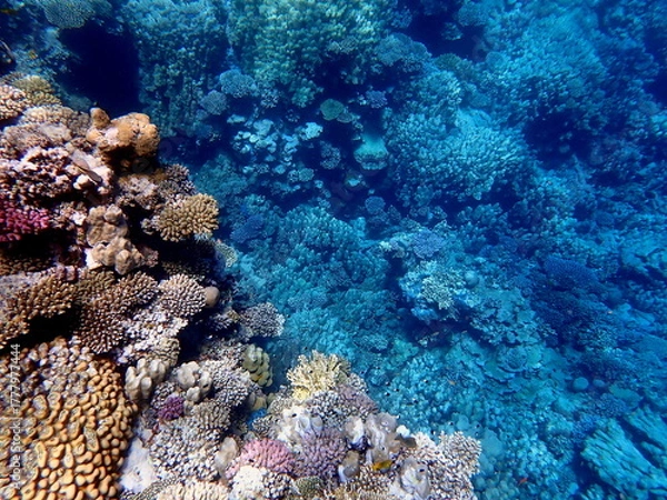 Obraz Wide shot of coral and reef inhabitants