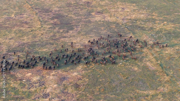 Obraz Aerial view of a massive herd of buffalo roaming the African savannah.
Perfect for wildlife, safari, and expansive landscape photography.