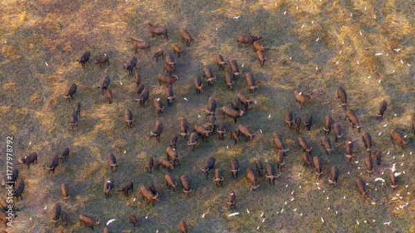 Obraz Aerial view of a massive herd of buffalo roaming the African savannah.
Perfect for wildlife, safari, and expansive landscape photography.