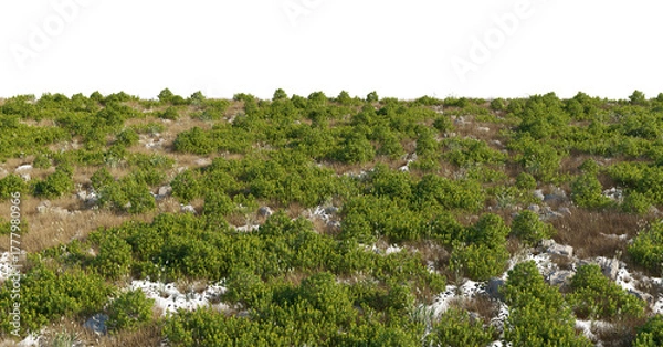 Fototapeta Yellow grass and shrubs cutout isolated png on a transparent background for close-up and medium-range angles. Premium nature cutout