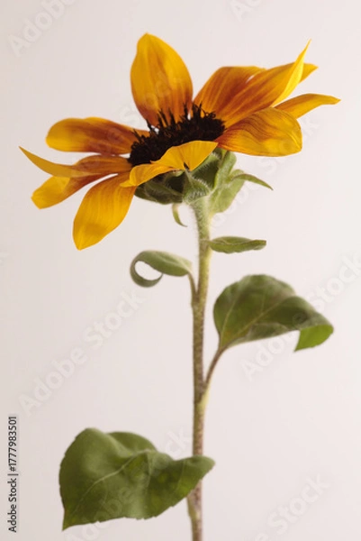 Obraz Close-up selective soft focus Orange, Yellow, small decorative Sunflower flower bud on beige gray..