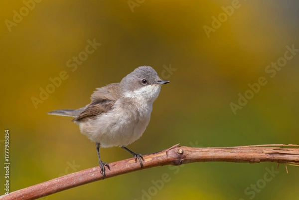 Obraz Lesser Whitethroat standing on reed