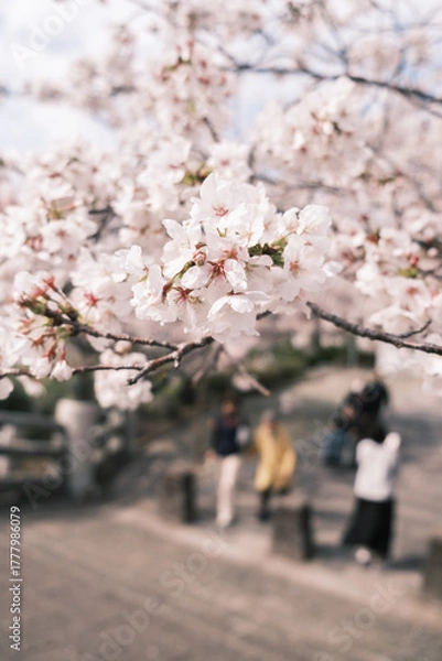 Fototapeta 日本の春