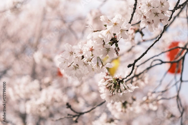 Fototapeta 日本の春