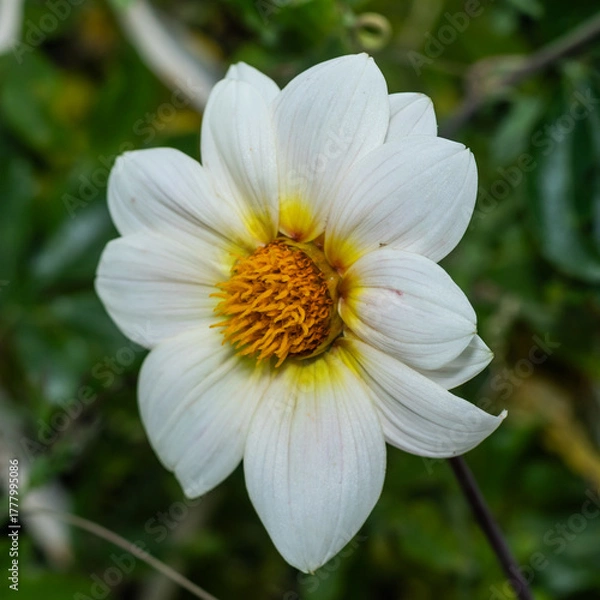 Fototapeta delicate white dahlia, showing fine petal textures and a vibrant orange-yellow core. The flower stands out against the soft green background, symbolizing natural elegance
