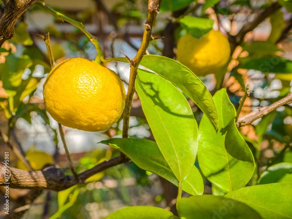Fototapeta Close-up of a ripe yellow yuzu citrus fruit growing on a tree in a Japanese garden (Mukojima Hyakkaen Garden, Tokyo, Japan)