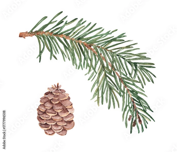 Fototapeta Fir Branch and Pine cone set. Watercolor Hand painted illustration of Winter forest plant with green needles on white background. Pine or Spruce Twig For Christmas design, festive decor, packaging