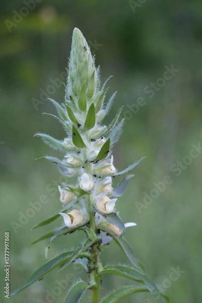 Fototapeta Closeup on a flowering Grecian foxglove flower, Digitalis lunata in the Bulgarian mountains