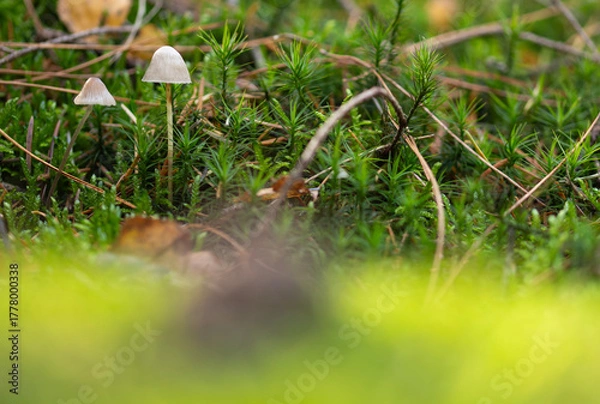 Obraz Forest Mushrooms