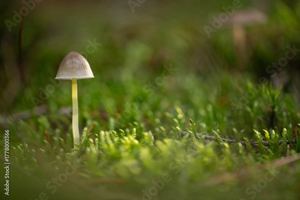 Obraz Forest Mushrooms